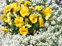 Yellow Pansies White Ground Cover