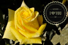 Day Card žluté růže matek