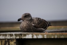 Young Seagull Sitting