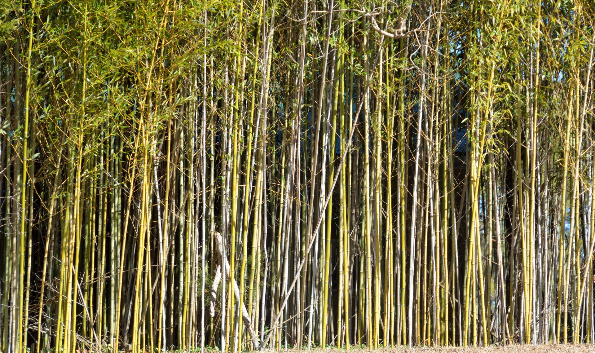 Copaci Bamboo