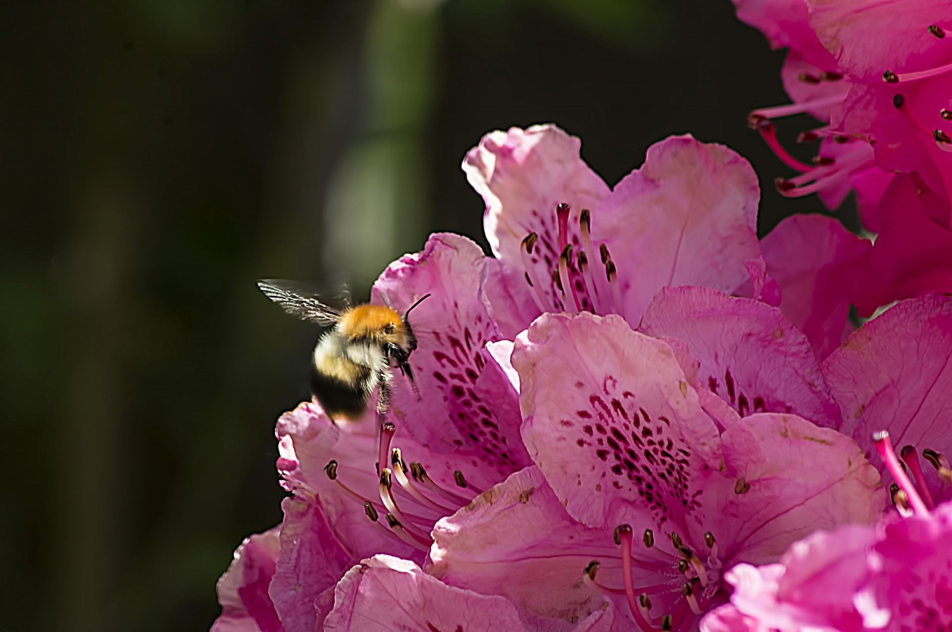 Bee On Rhododendron