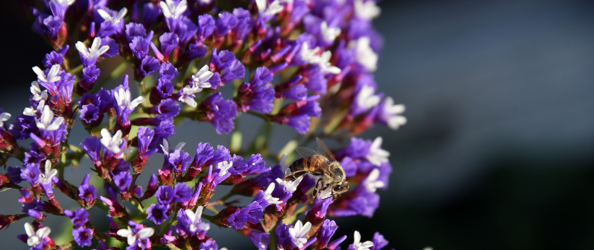 Albinele dragoste Purple