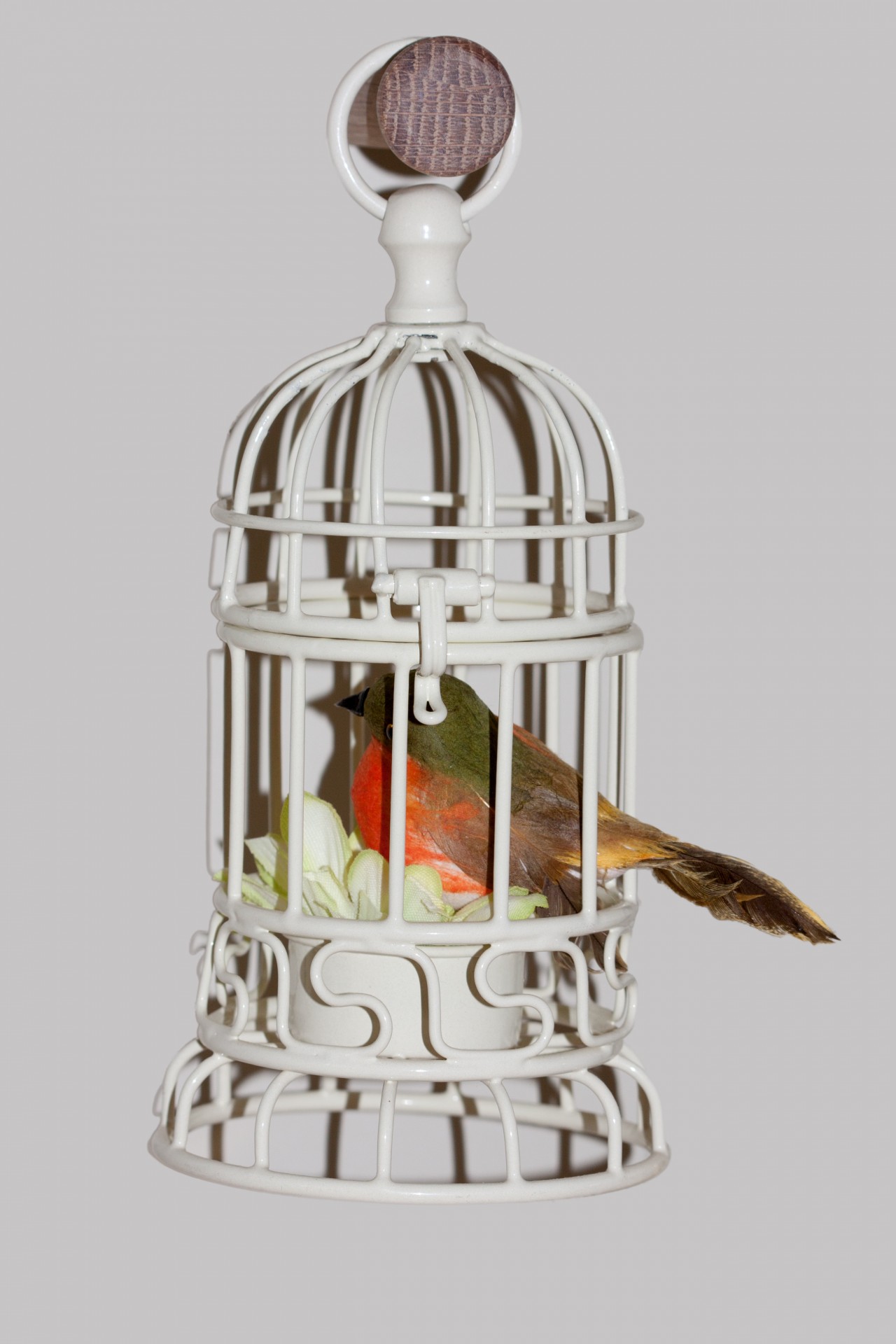 bird-in-cage-free-stock-photo-public-domain-pictures