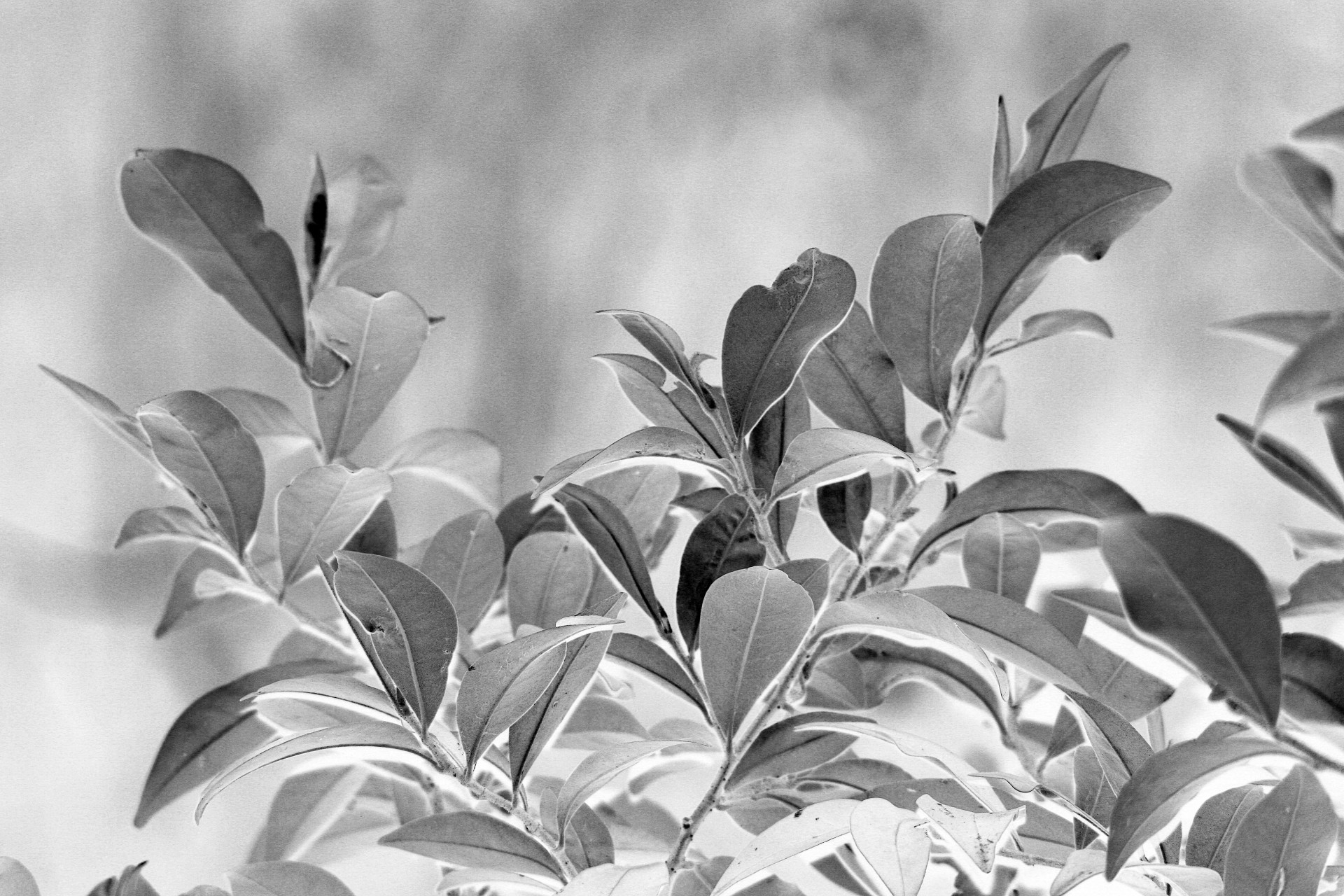 Black And White Foliage Free Stock Photo - Public Domain Pictures