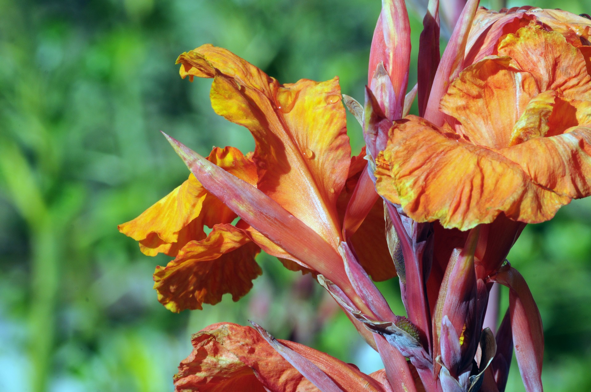 Bright Orange Iris fundal