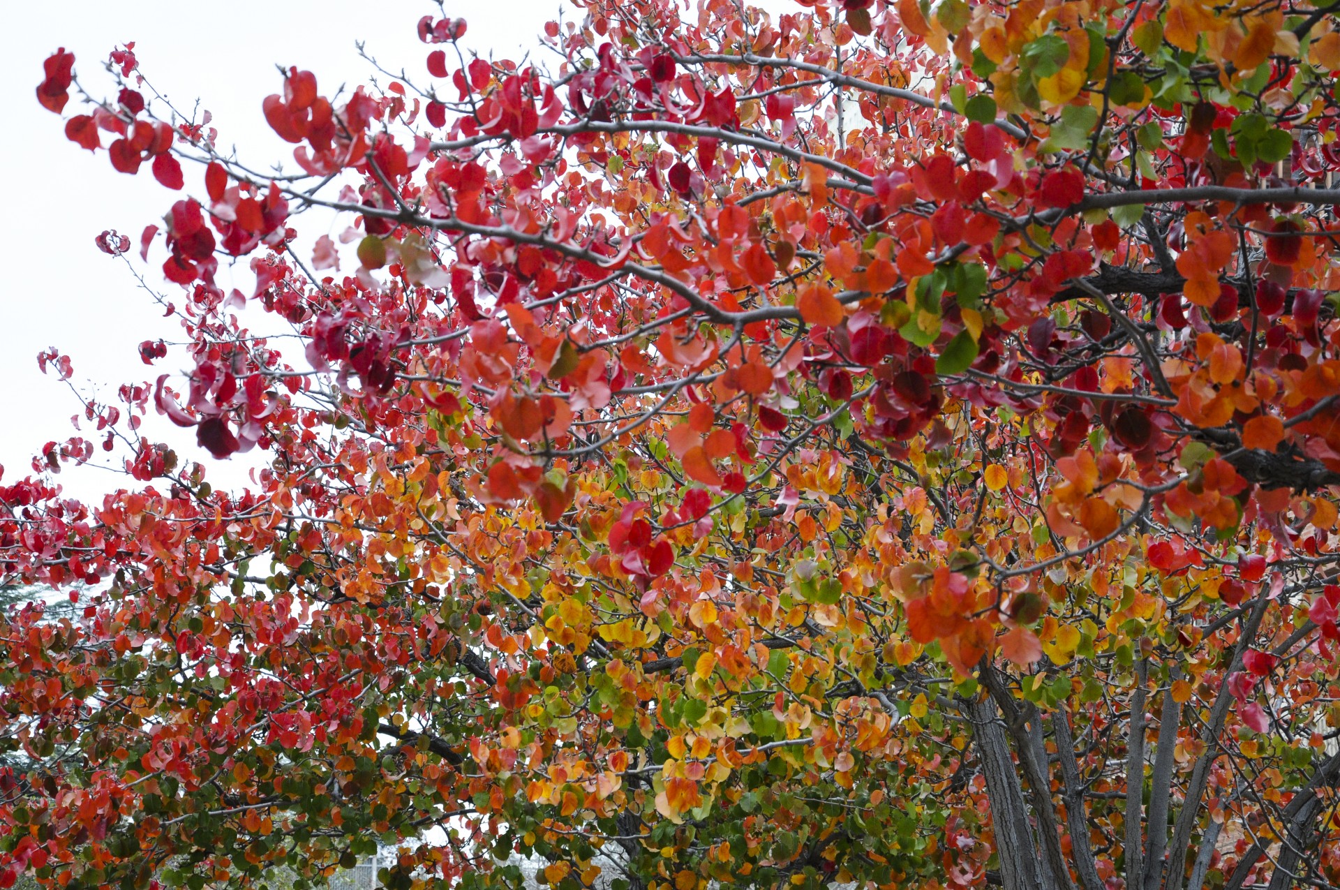 Strălucit colorate copac fundal