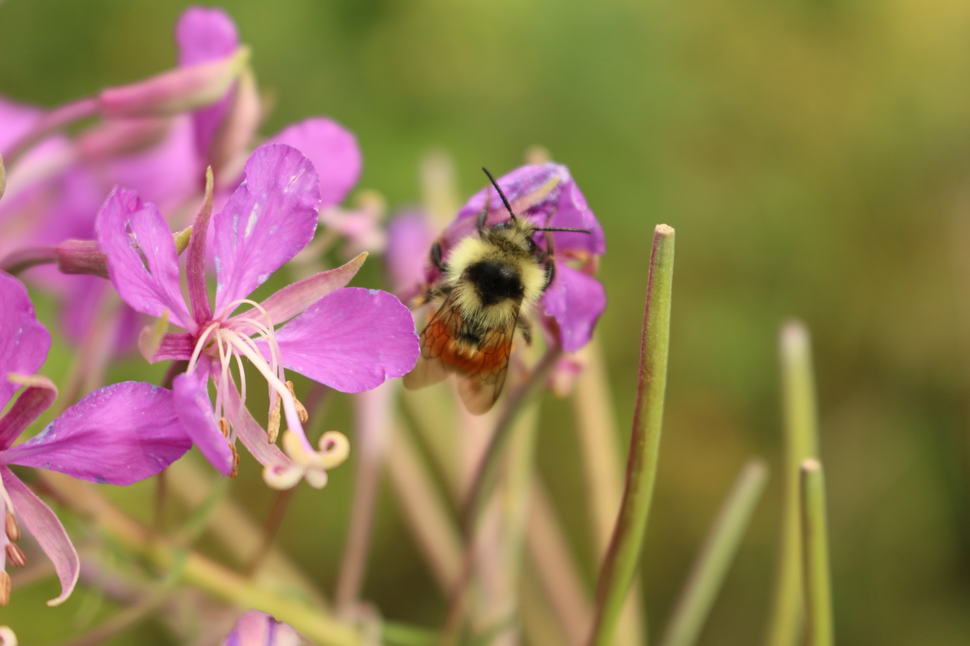 Bumble Bee Purple flori sălbatice