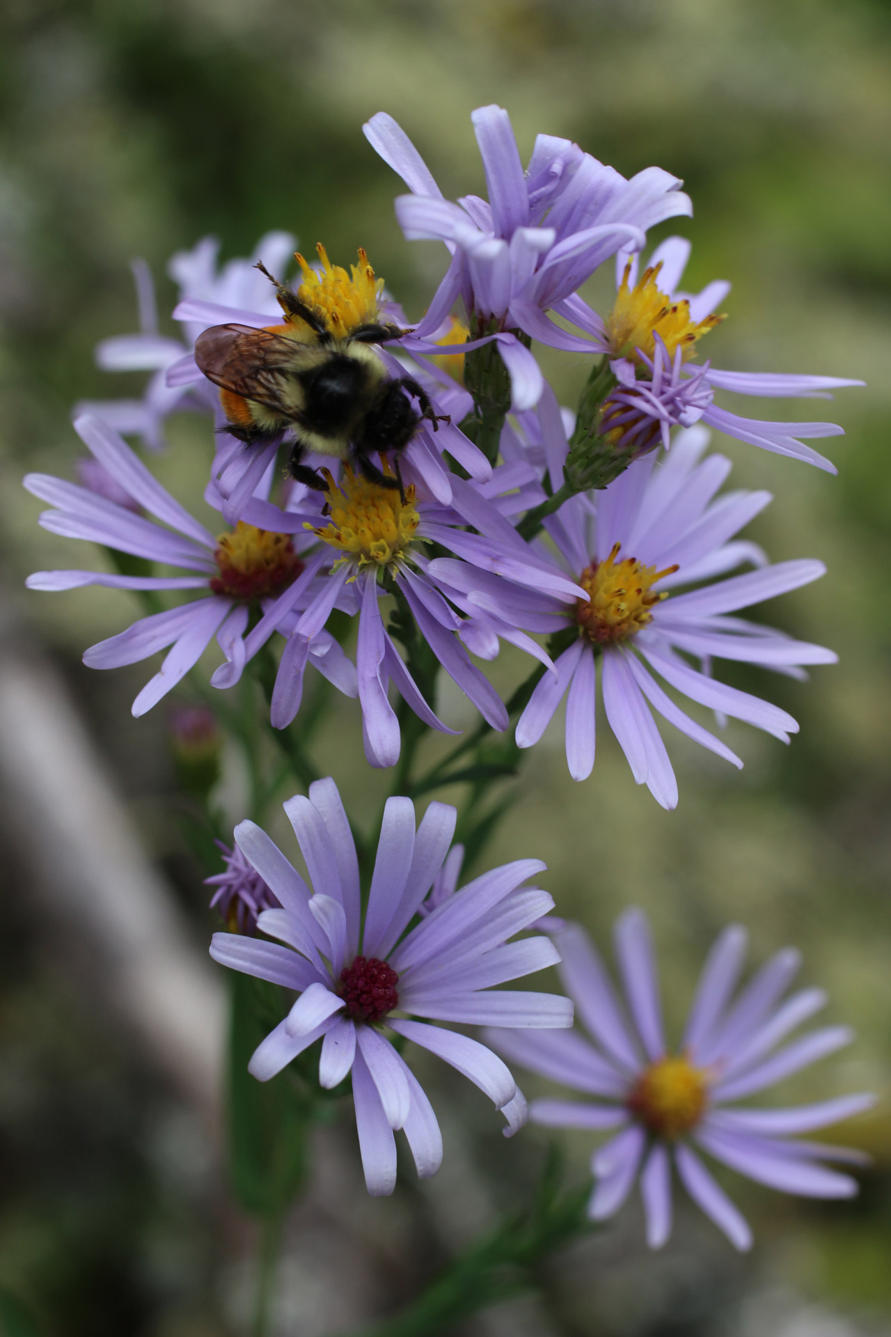 Bumble Bee Purple flori sălbatice