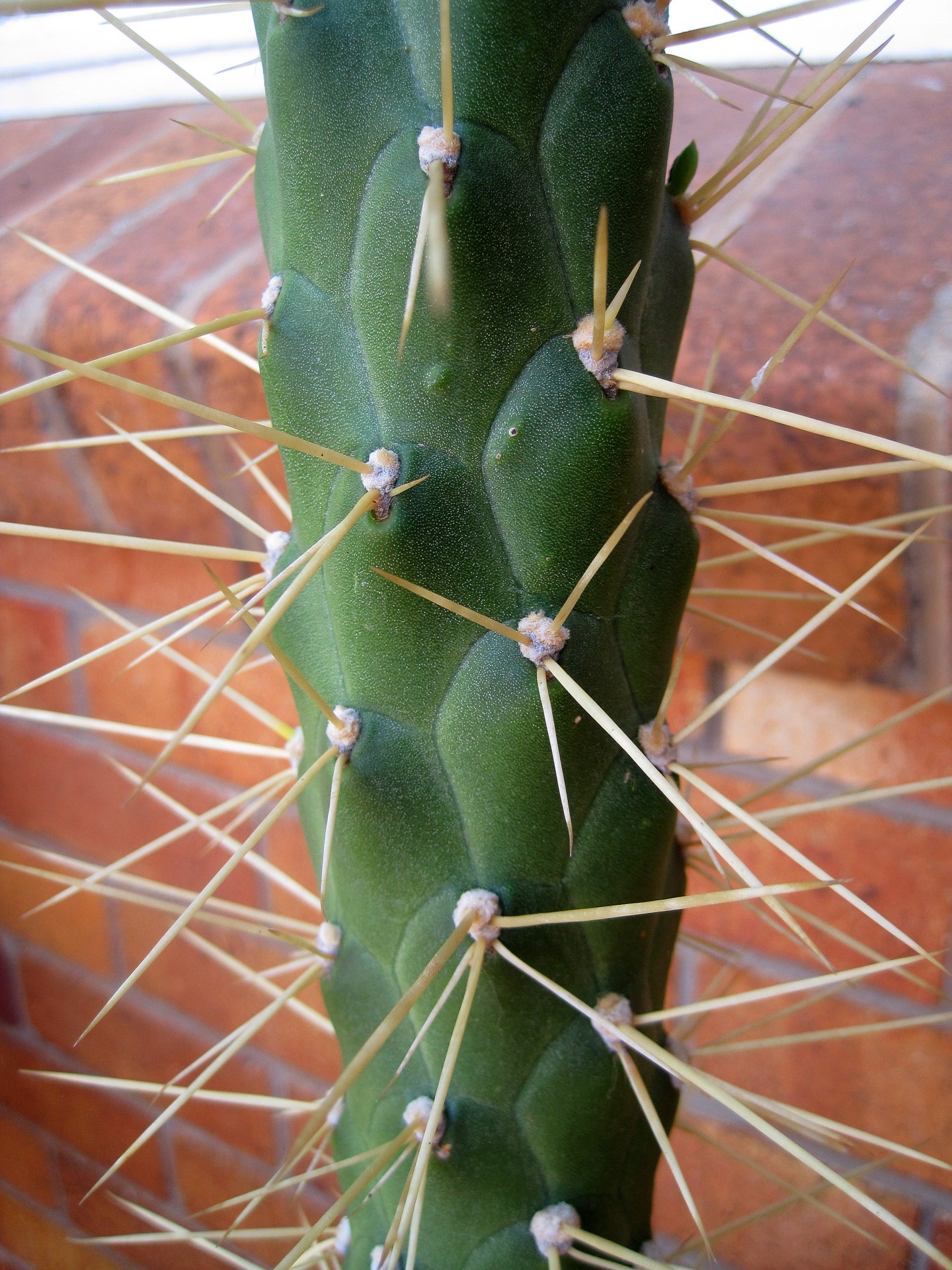 Kaktus taggar nära