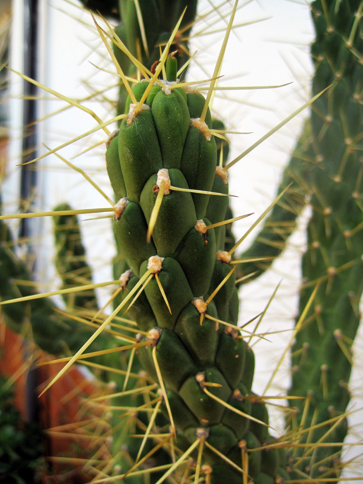 Cactus cu spini
