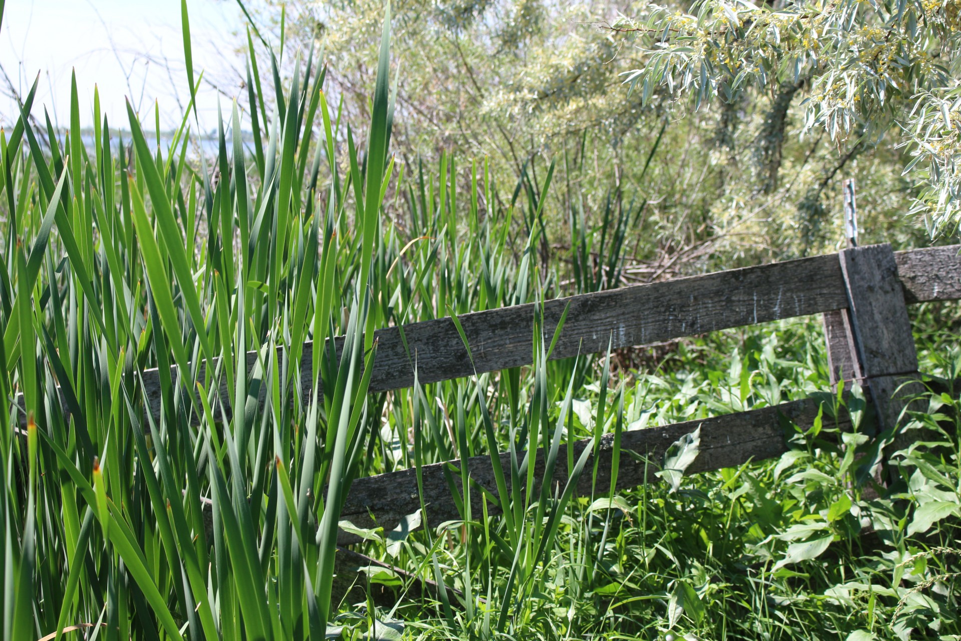 Cattails Gard în Marsh Lake