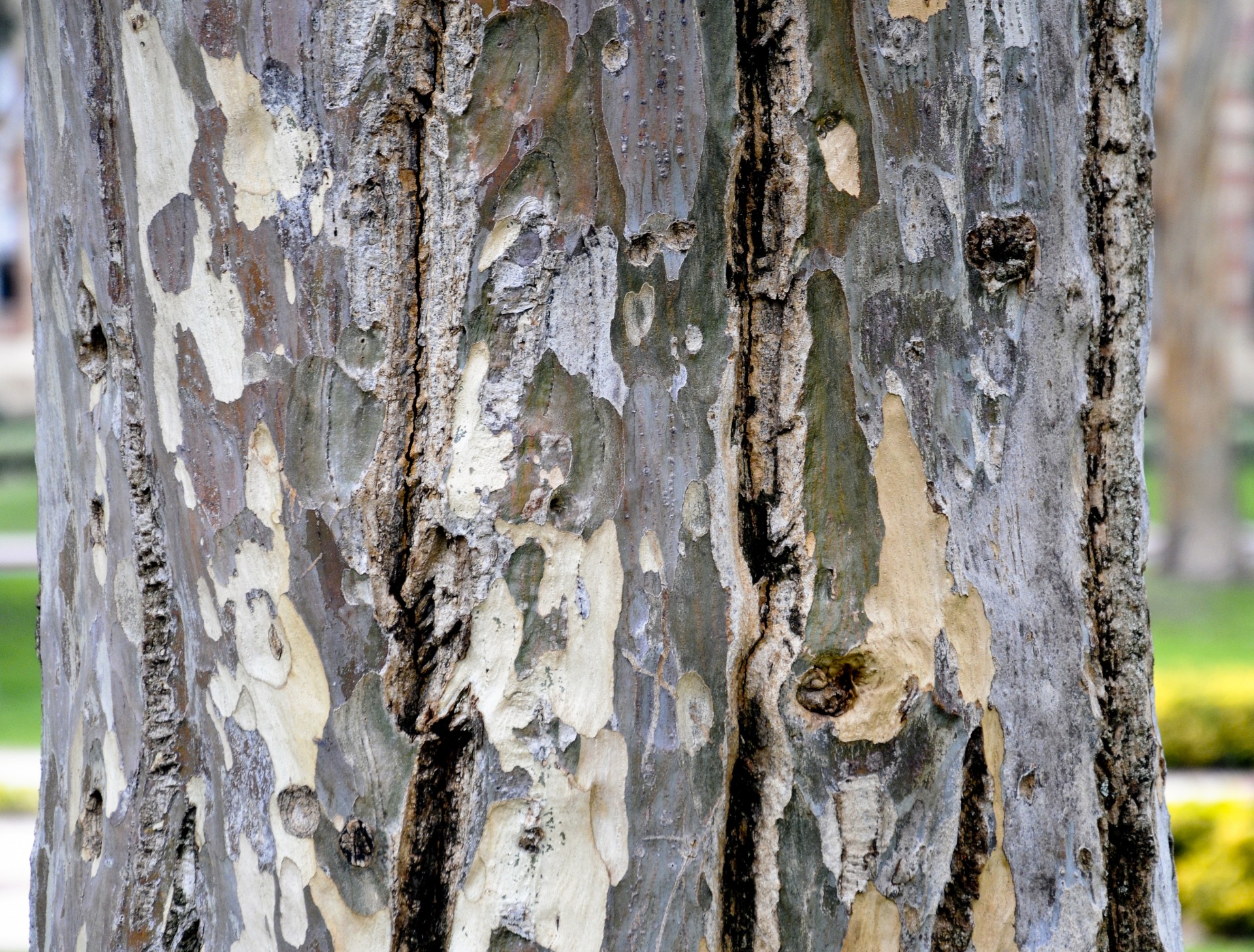 Close-up de copac portbagaj