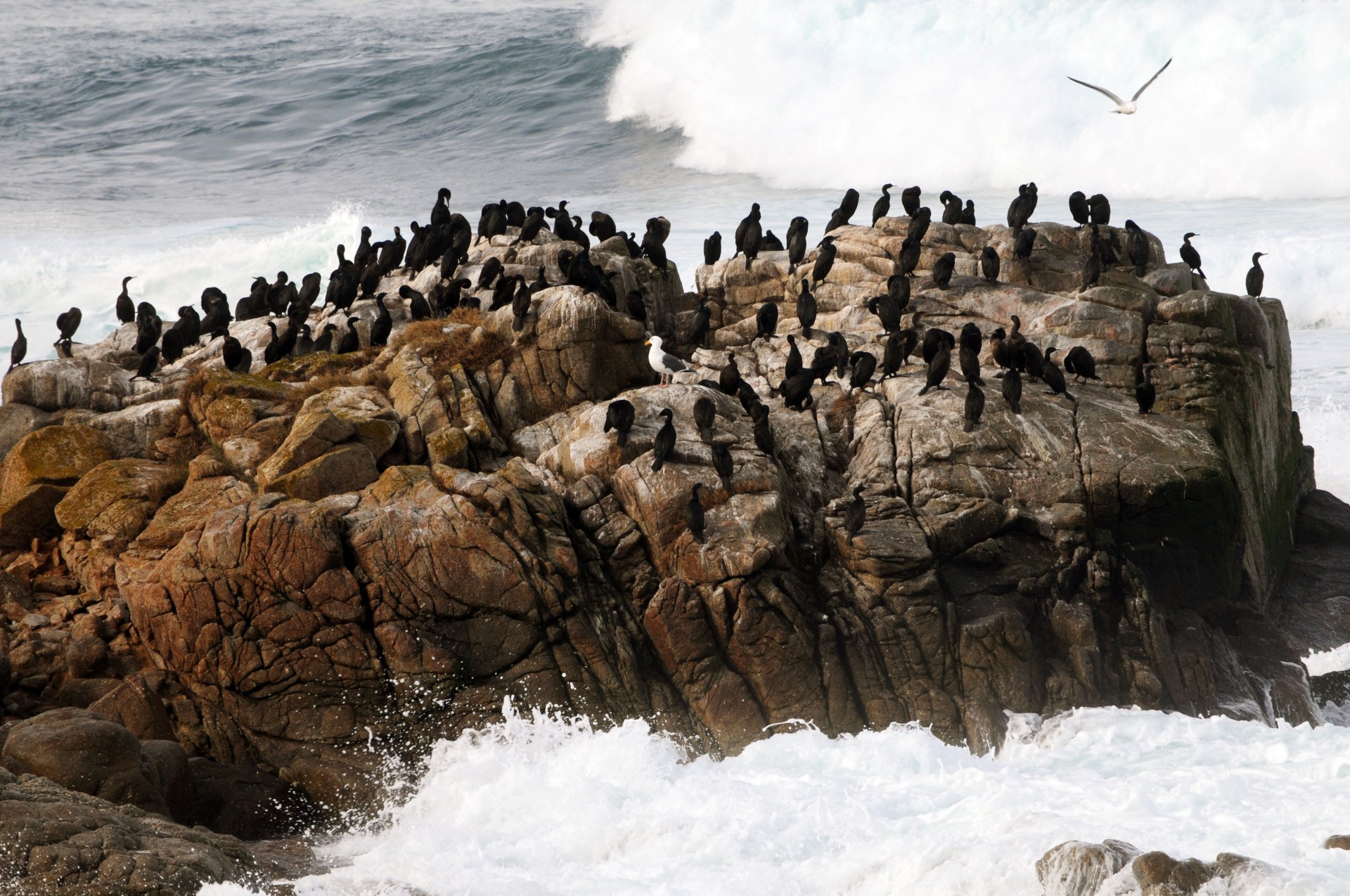 Cormoranii pe o stâncă