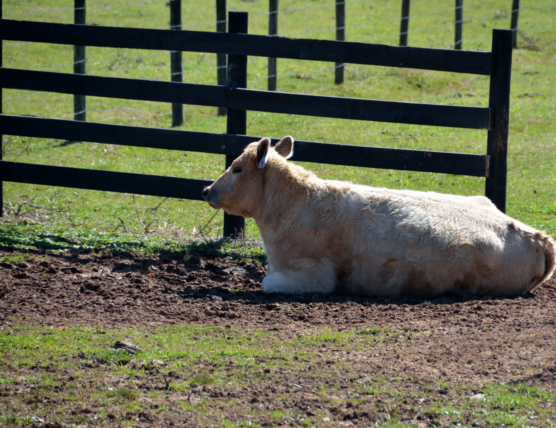 Cow Resting Free Stock Photo - Public Domain Pictures