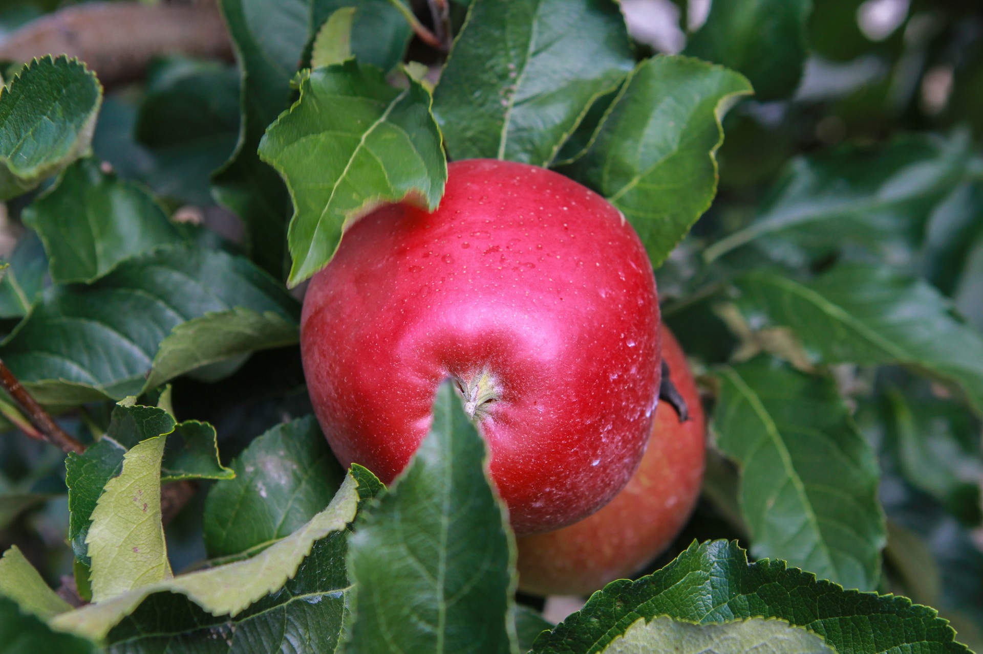 Red Apple Free Stock Photo Public Domain Pictures