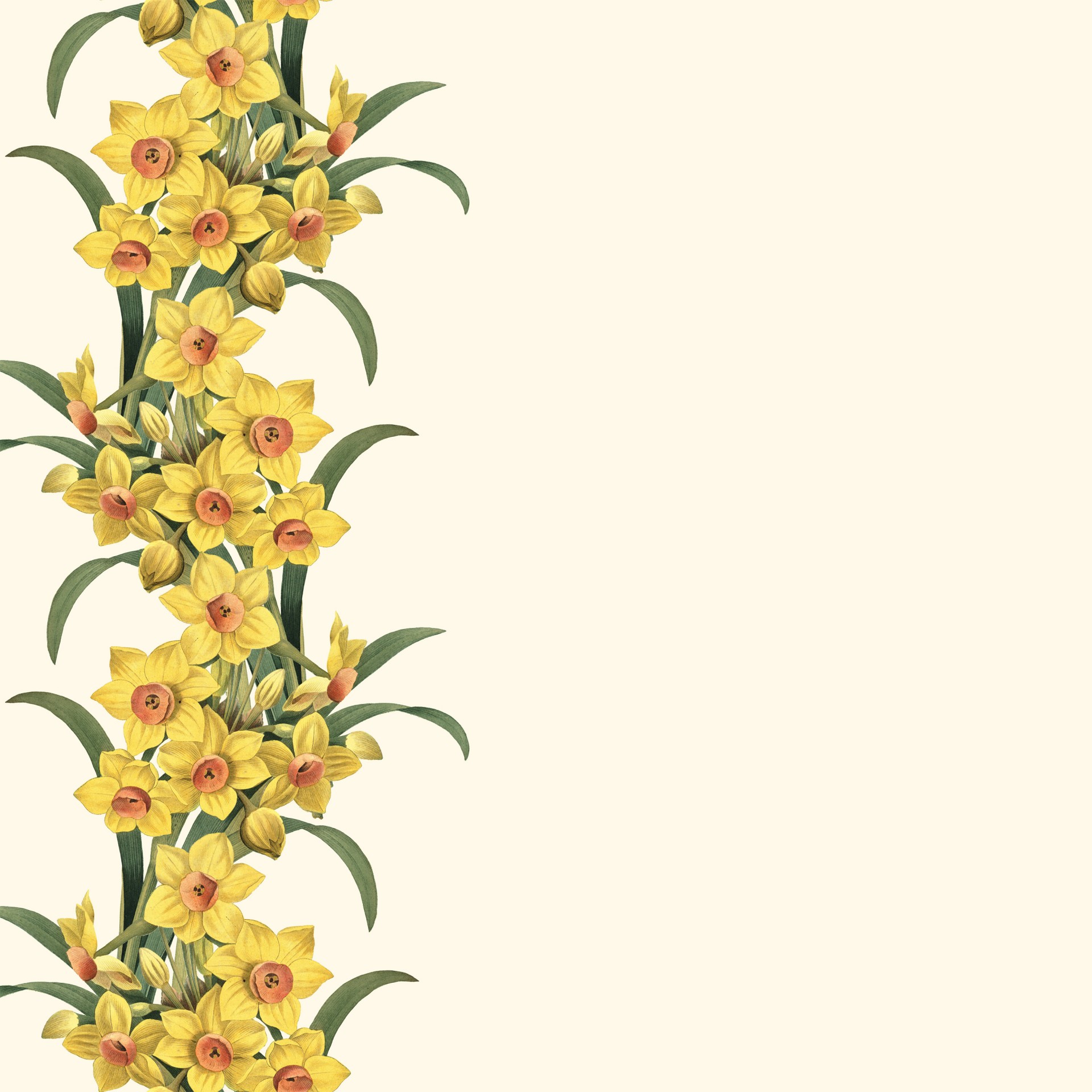Daffodils Border