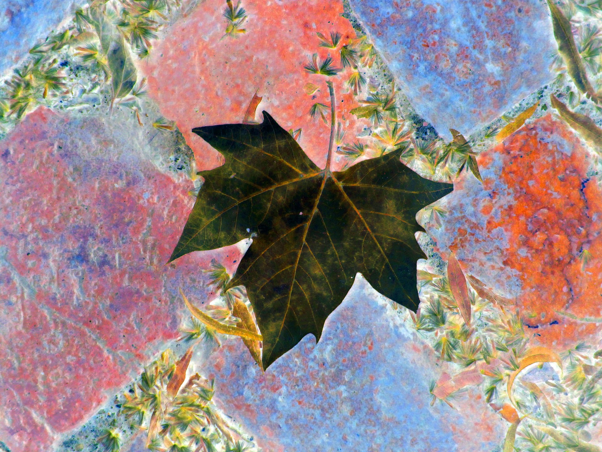 Frunze de culoare închisă pe pavaj
