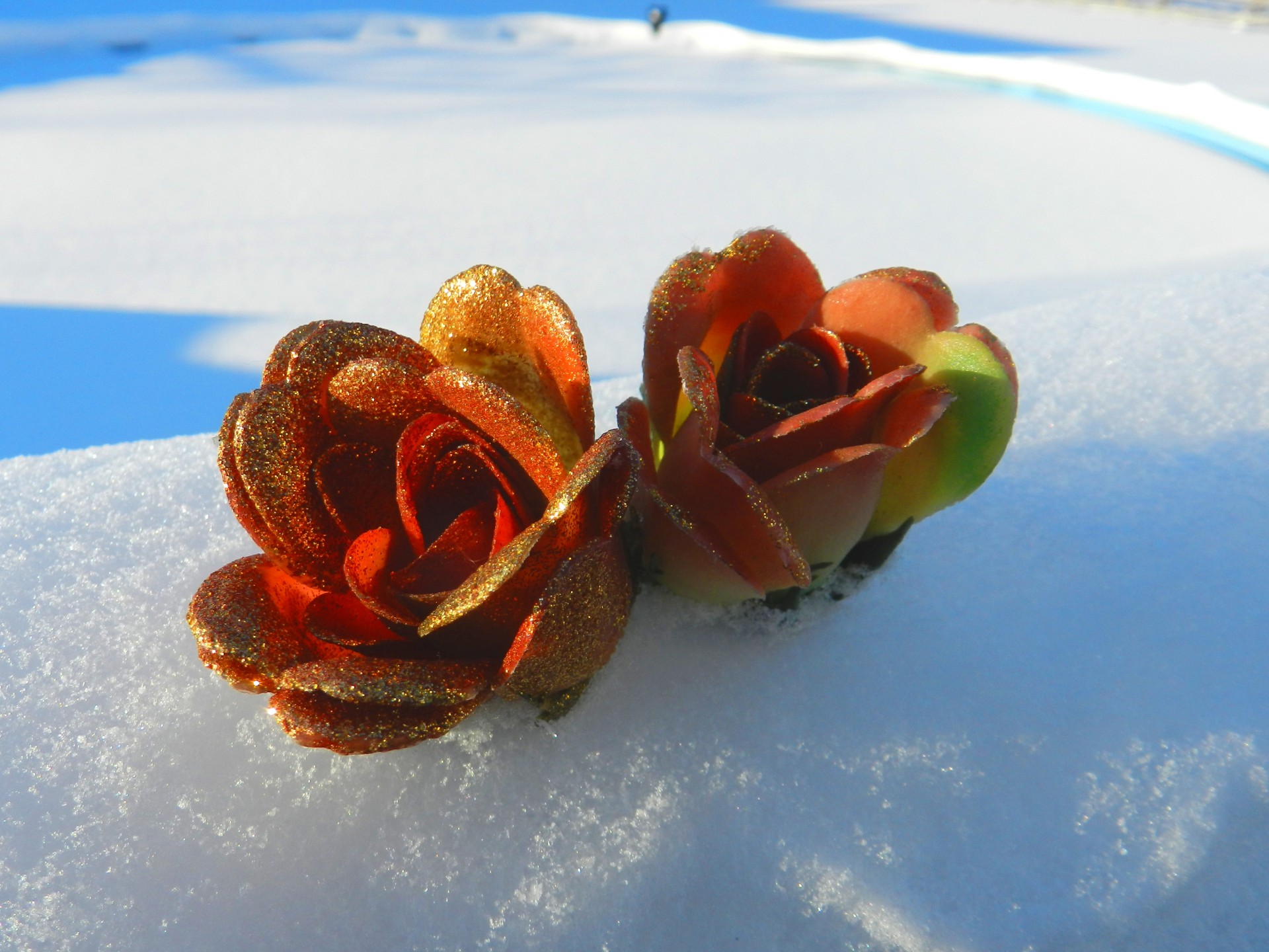 Flori de pe zăpadă # 1