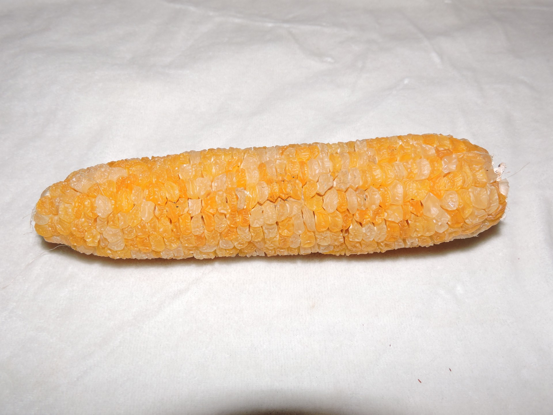 Dry Corn Cob