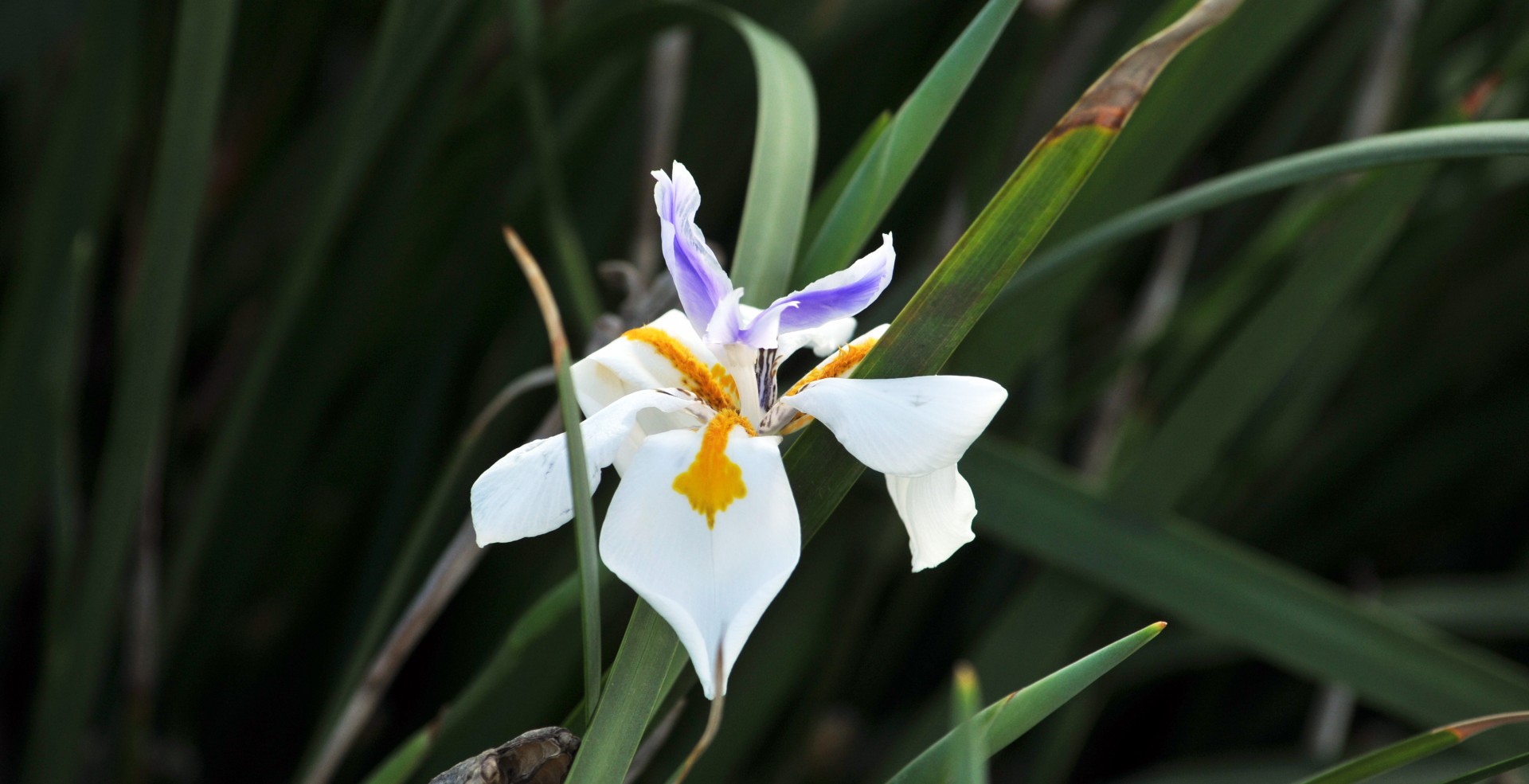 Fairy Iris flori