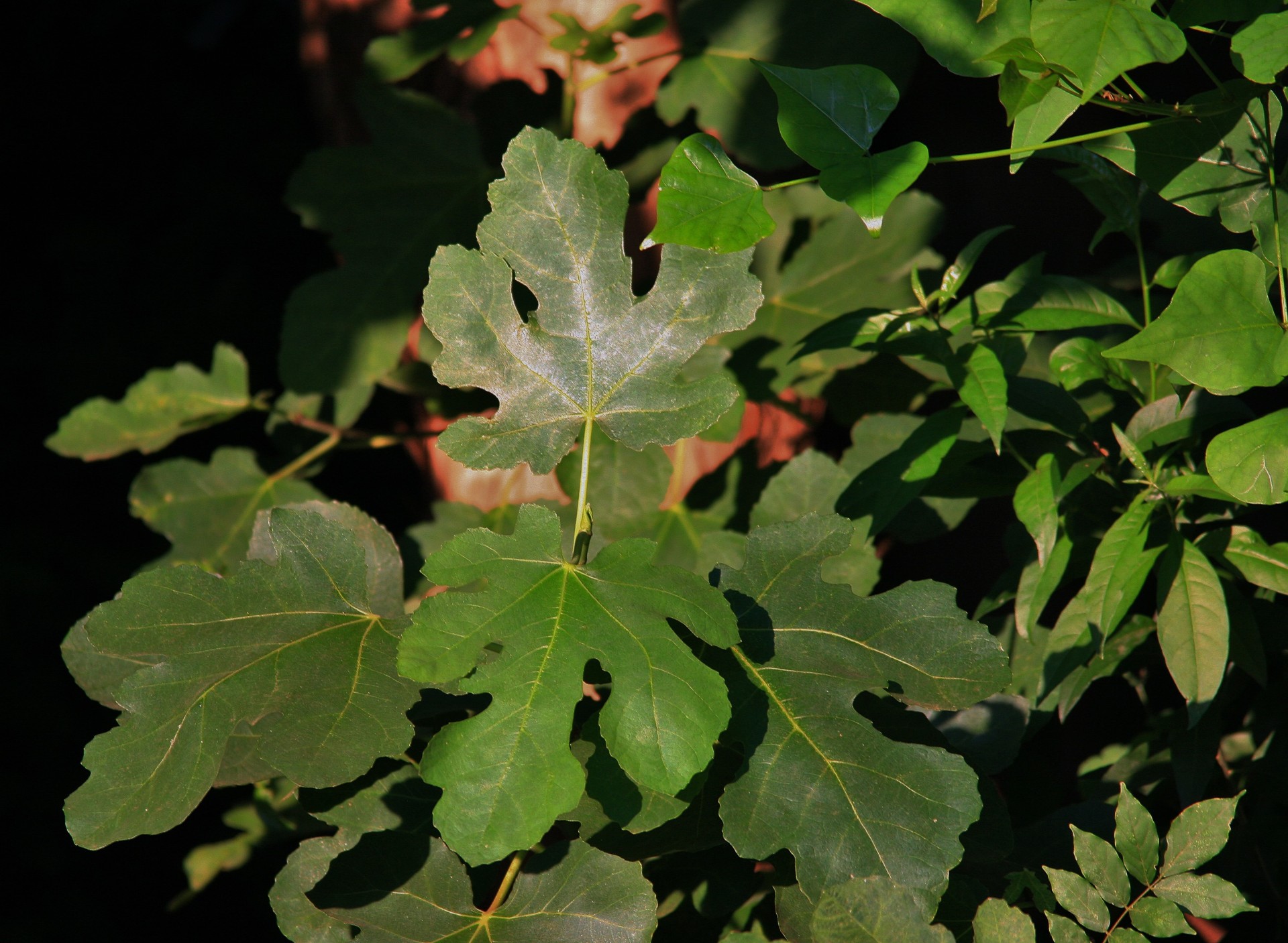 Fig frunze