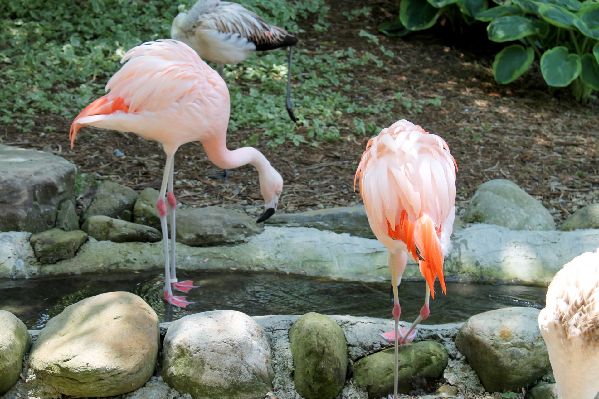 Flamingos - 01
