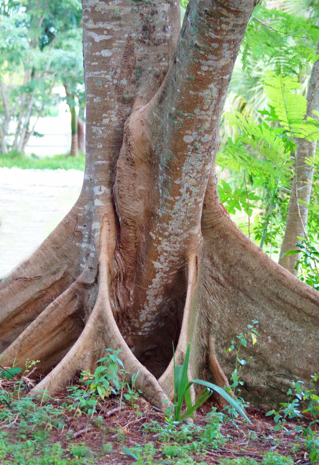 Graceful Tree Roots