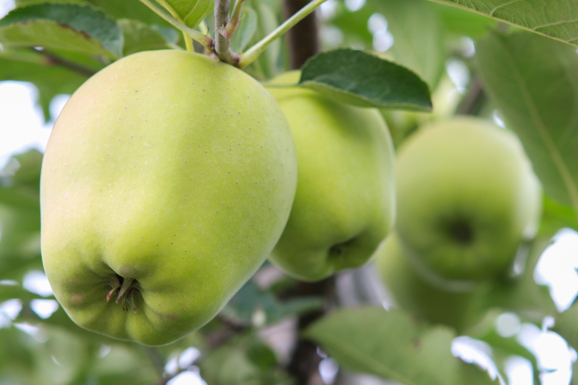 Green Apple Free Stock Photo - Public Domain Pictures