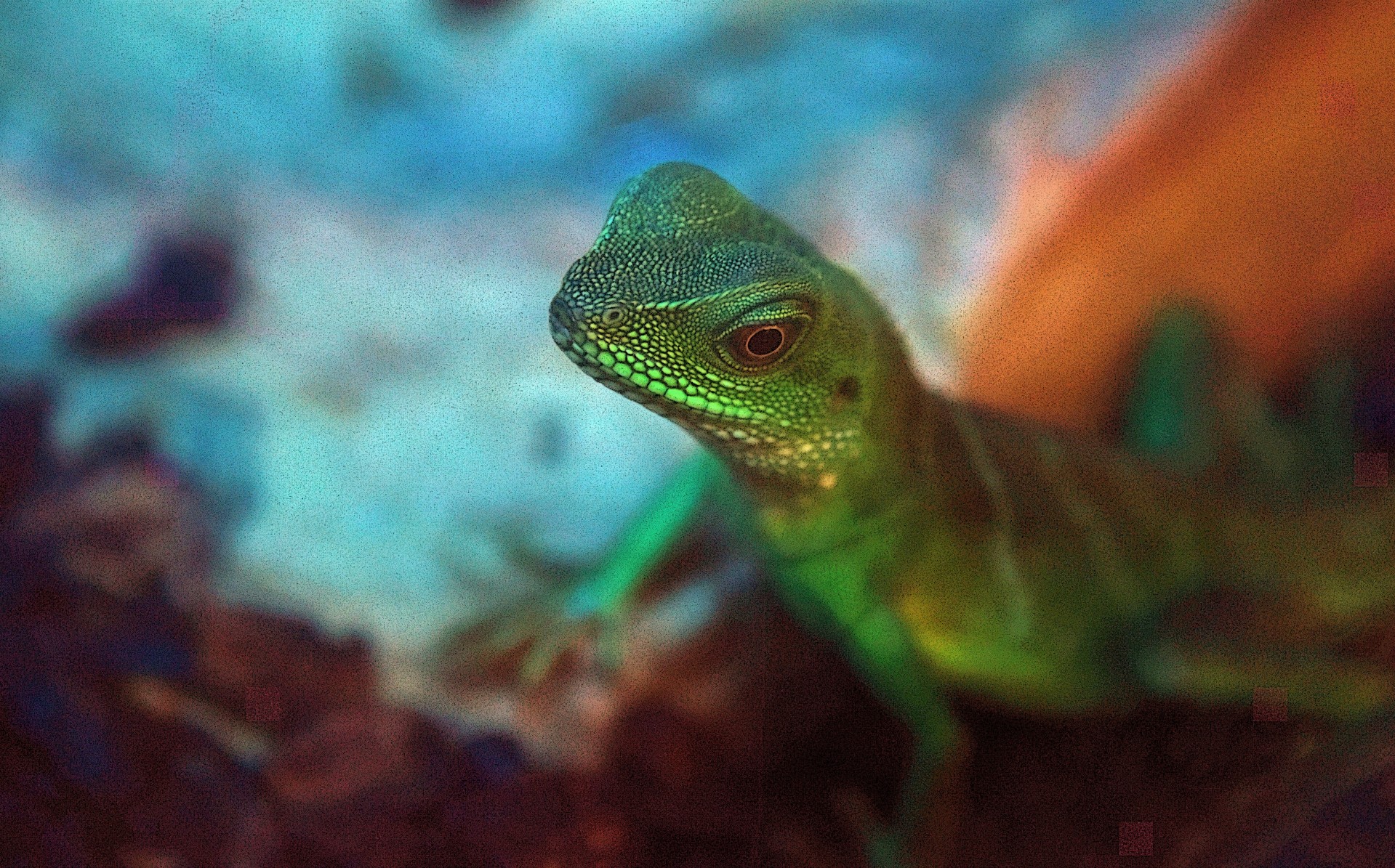 Green Lizard Closeup
