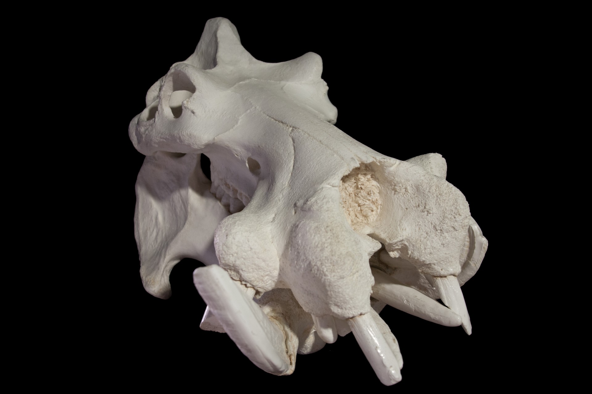 Craniu hipopotam