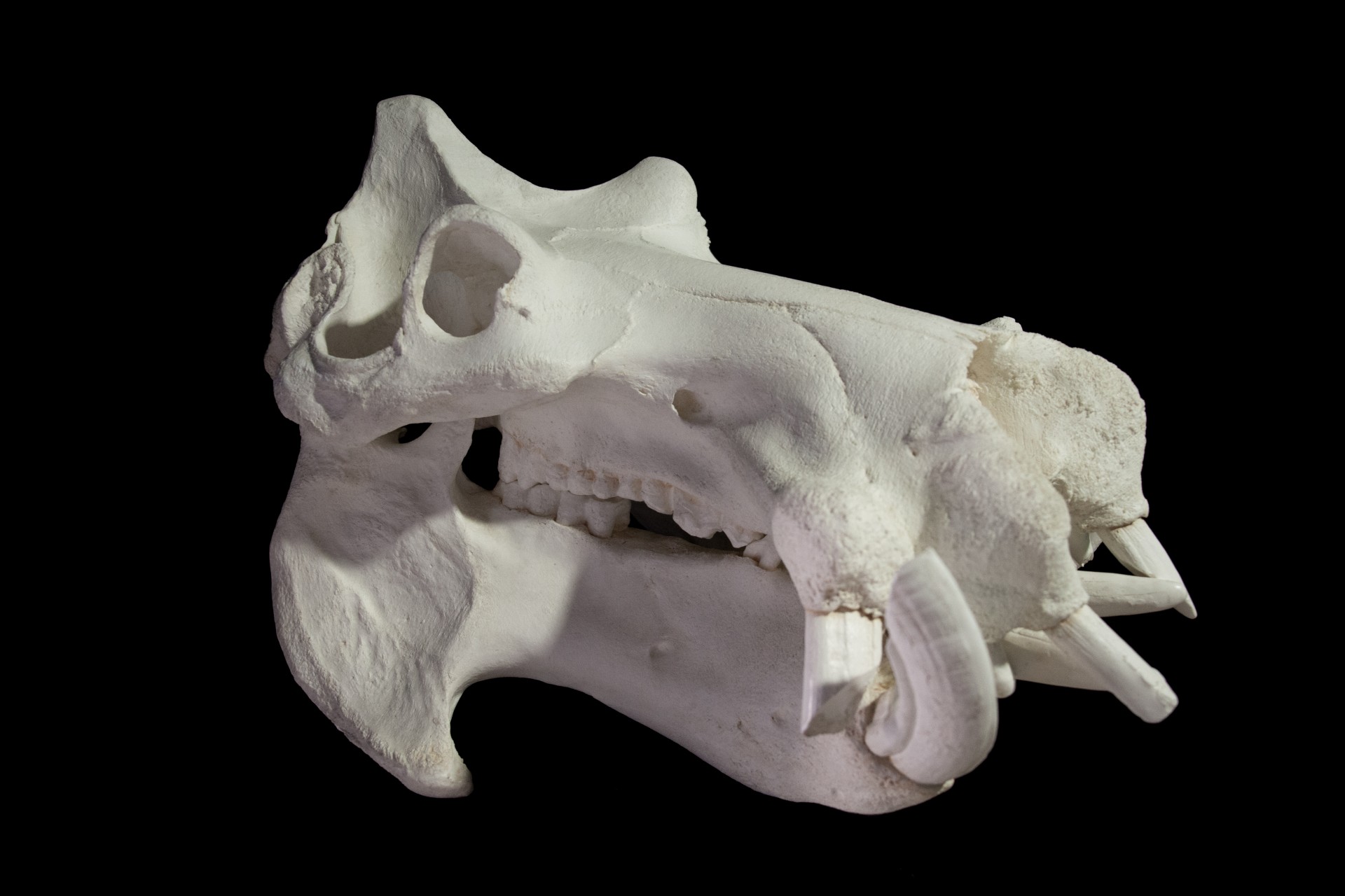 Craniu hipopotam