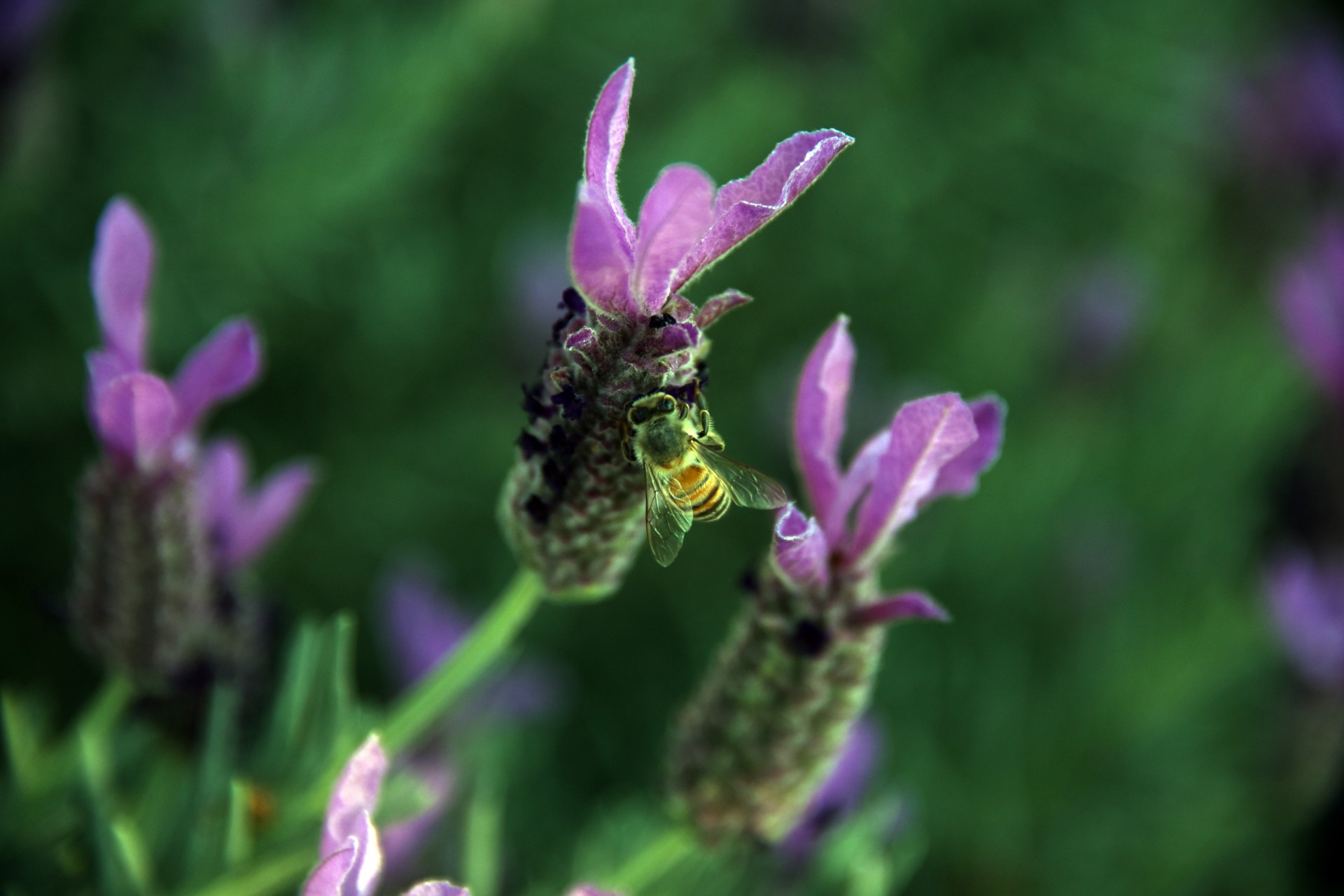 Miere de albine Colectarea polen
