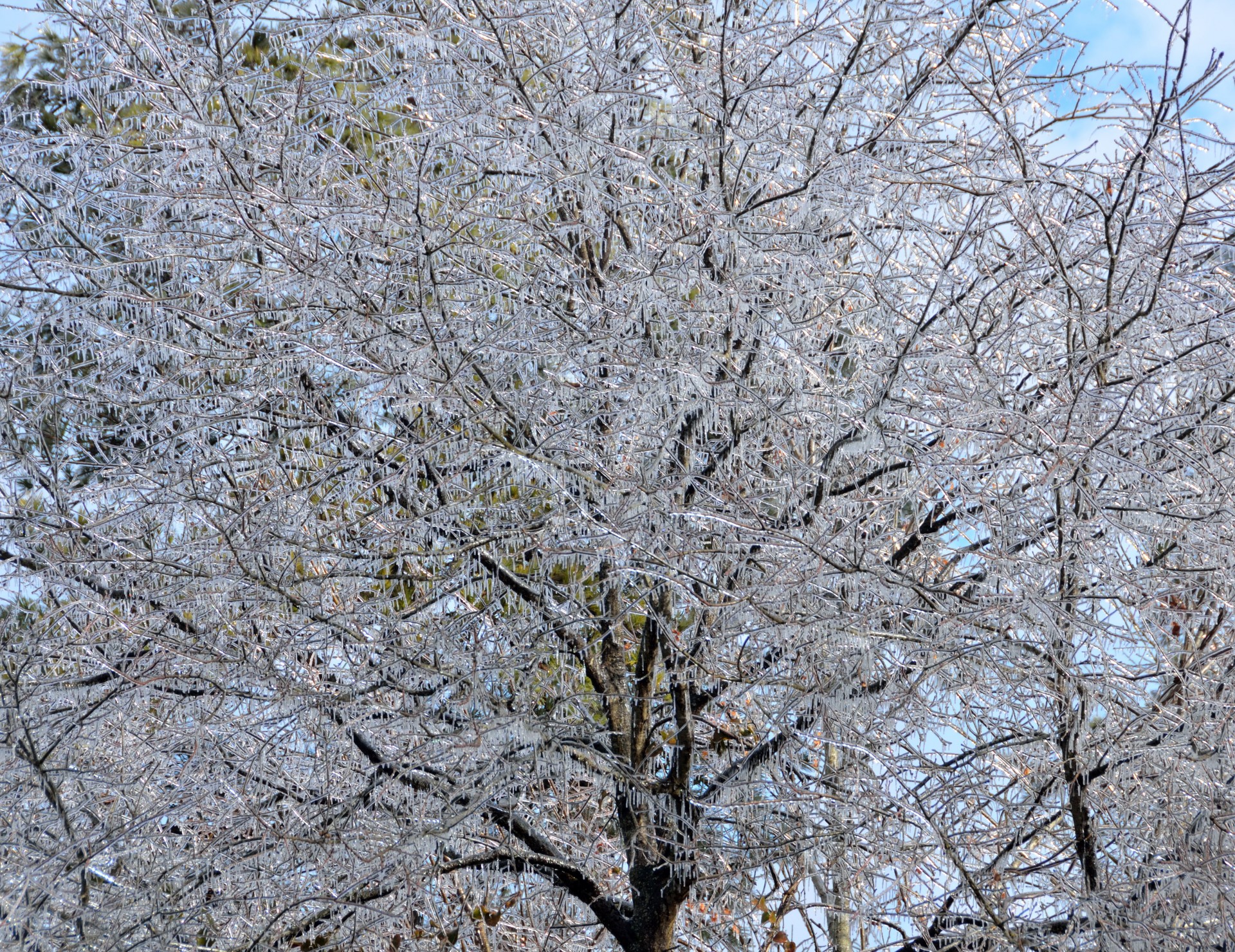 Gheață acoperite de copac