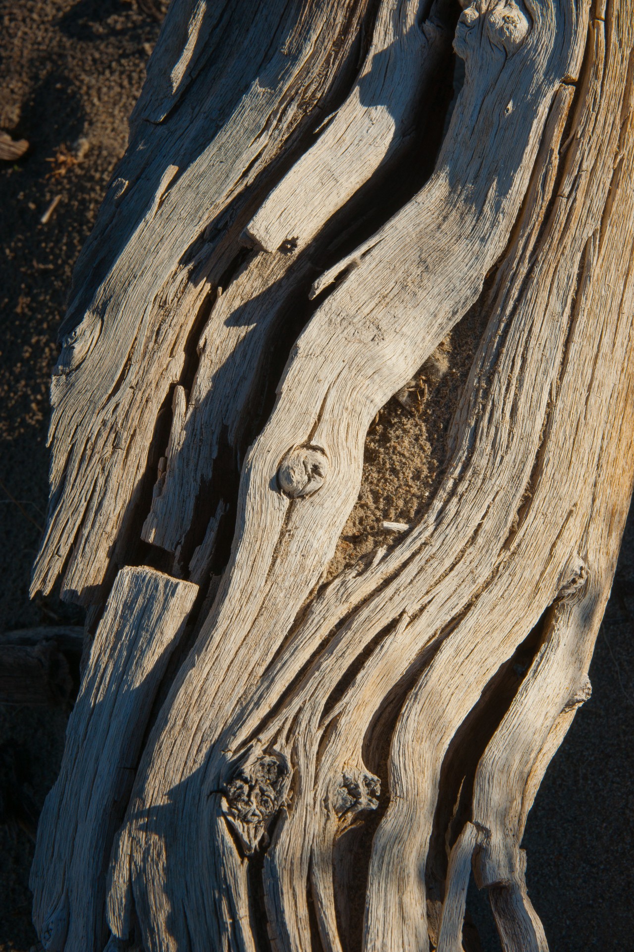 Knot în mort copac