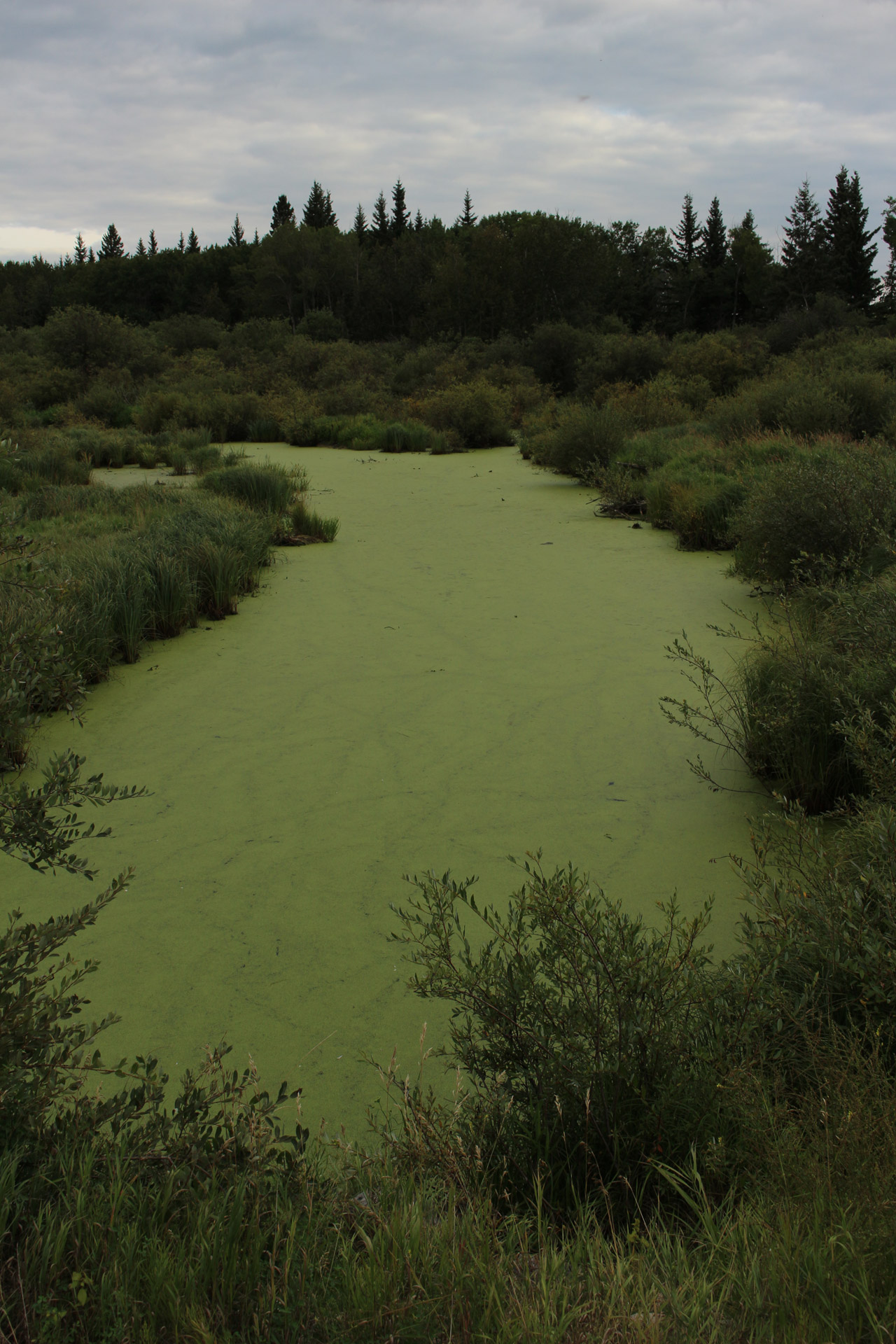 Lacul Balta Scum verde Alge