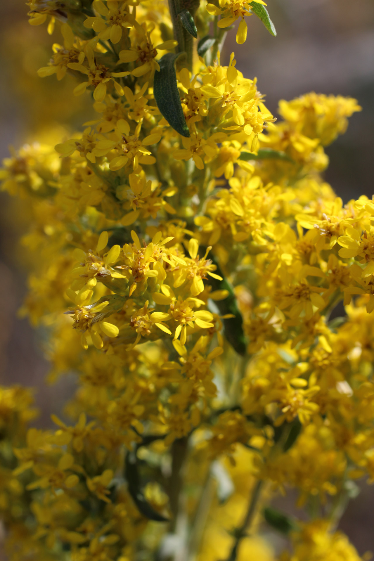 Late Goldenrod Galben de flori