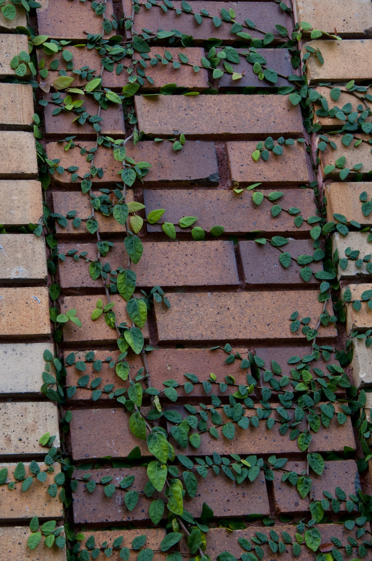 Leaf Vines Climbing Brick Wall
