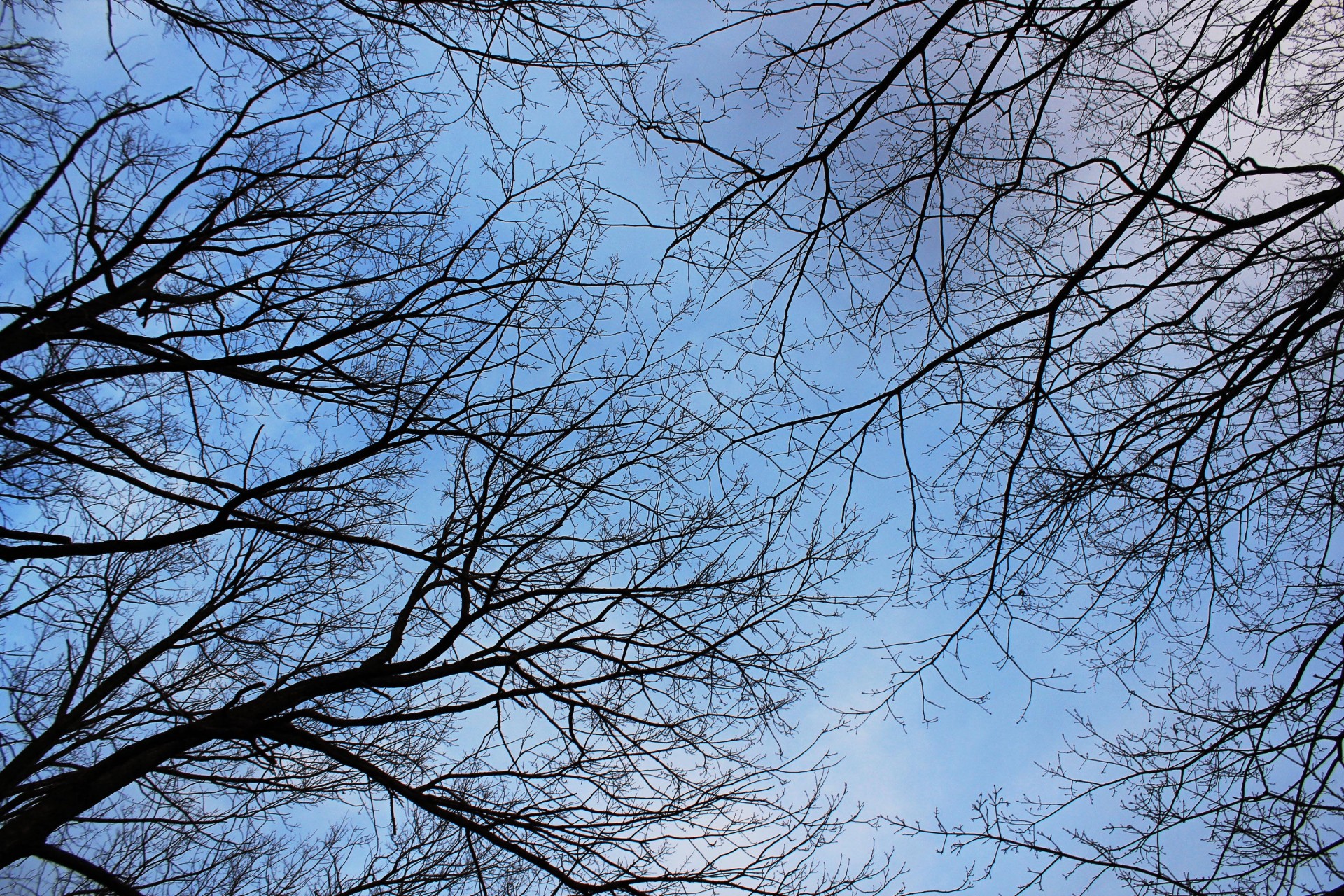 Leafless Free Stock Photo Public Domain Pictures