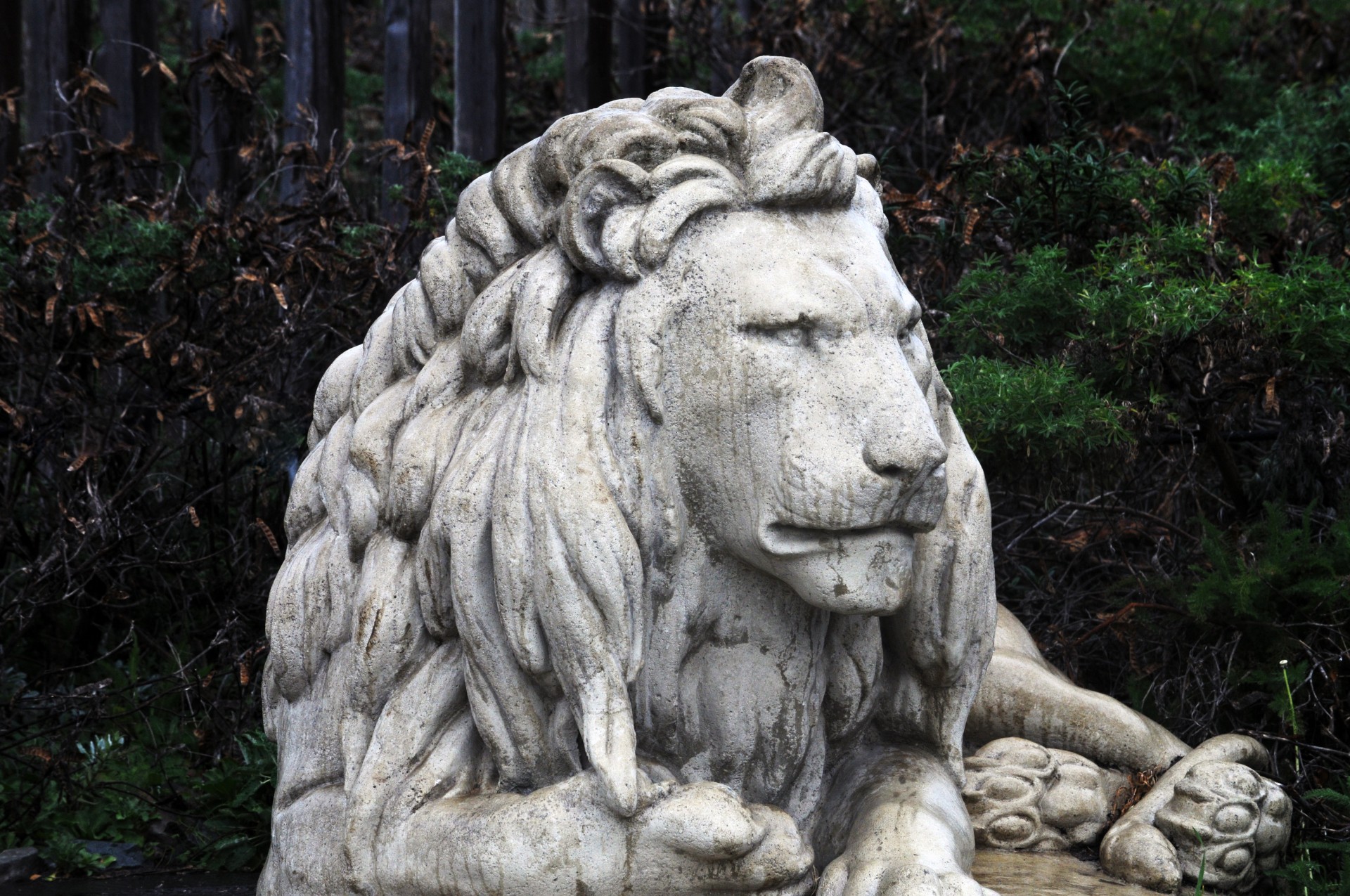 Lion Sculptura