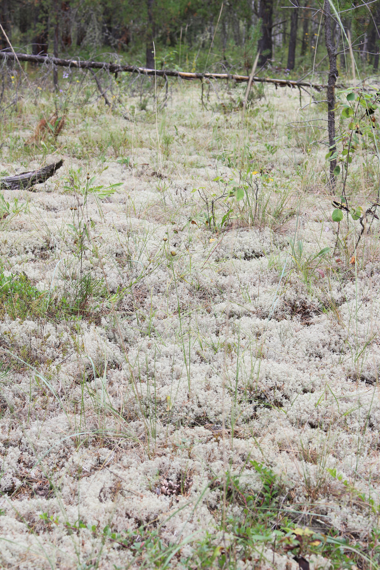 Moss Lichen Forest