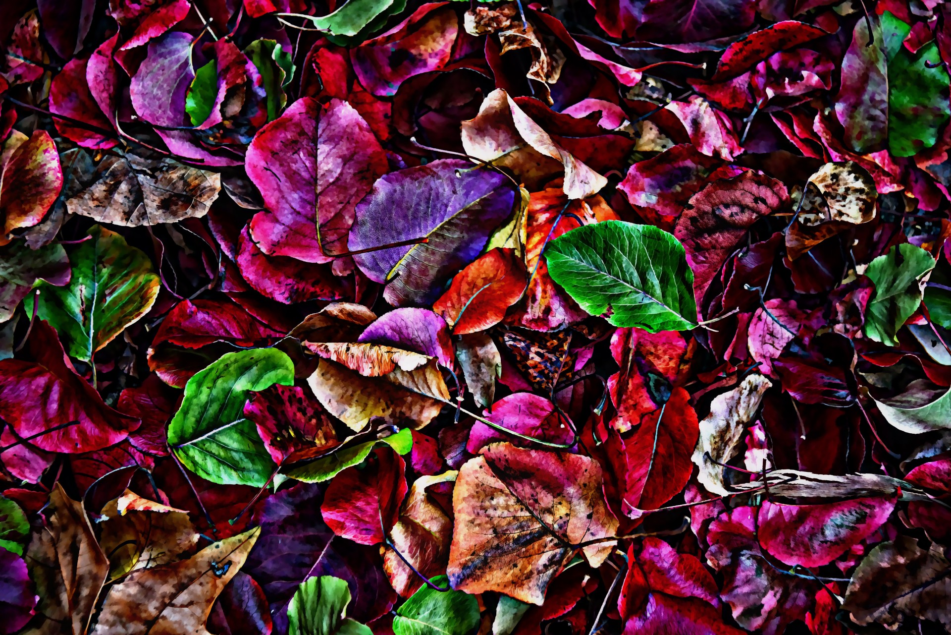 Multi Colored Abstract Leaves Free Stock Photo - Public Domain Pictures