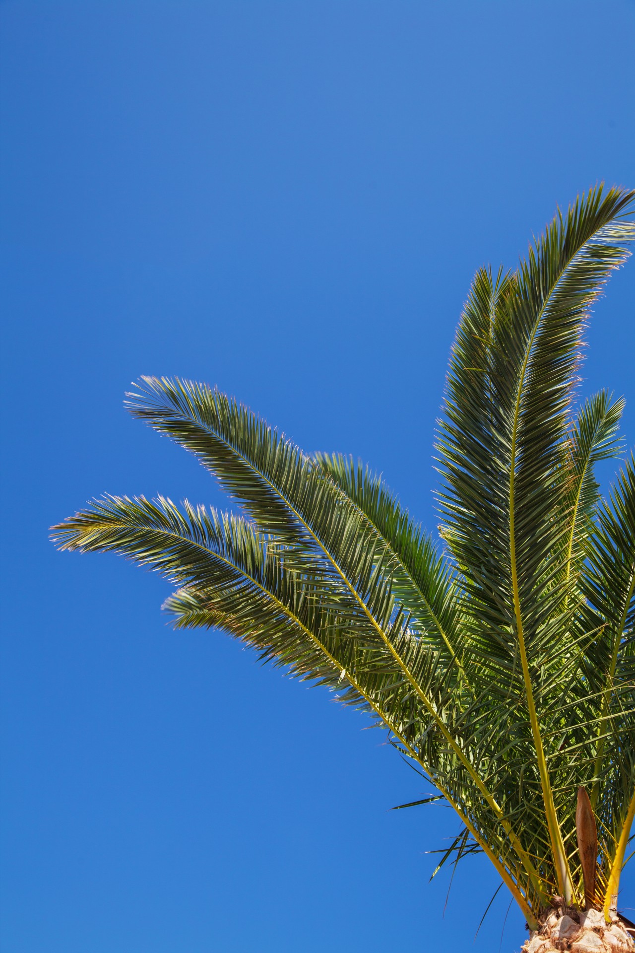 Palmier și cer albastru