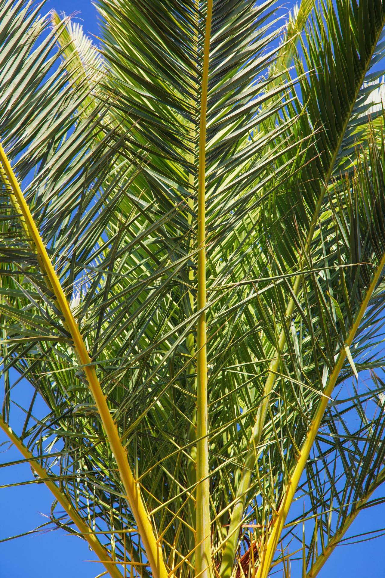 Frunze de palmier copac