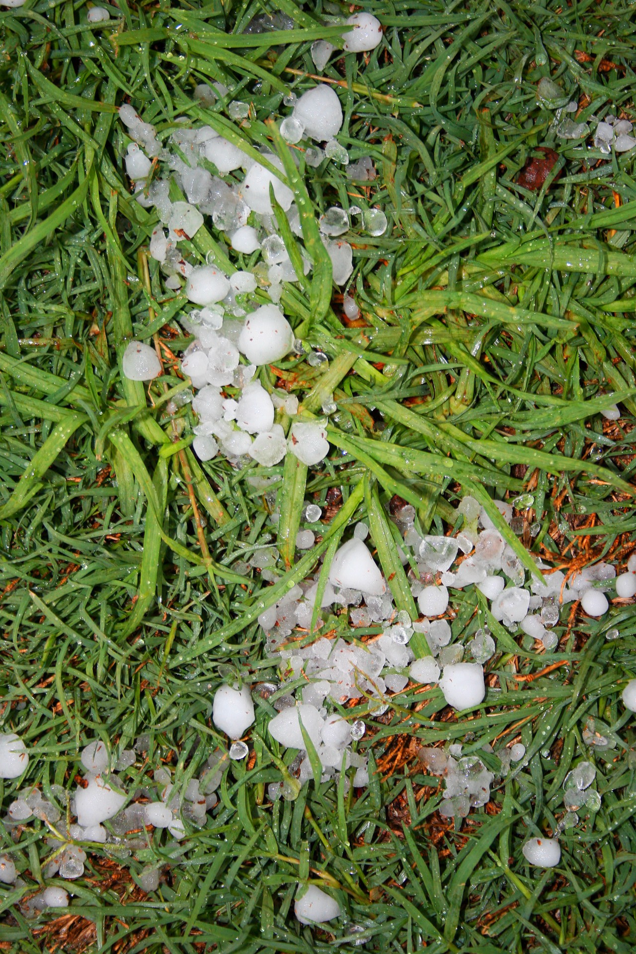 Patch Of Hail On Lawn