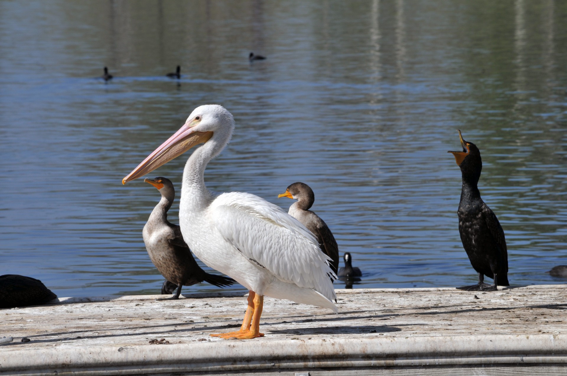 Pelican și păsări de cormorani