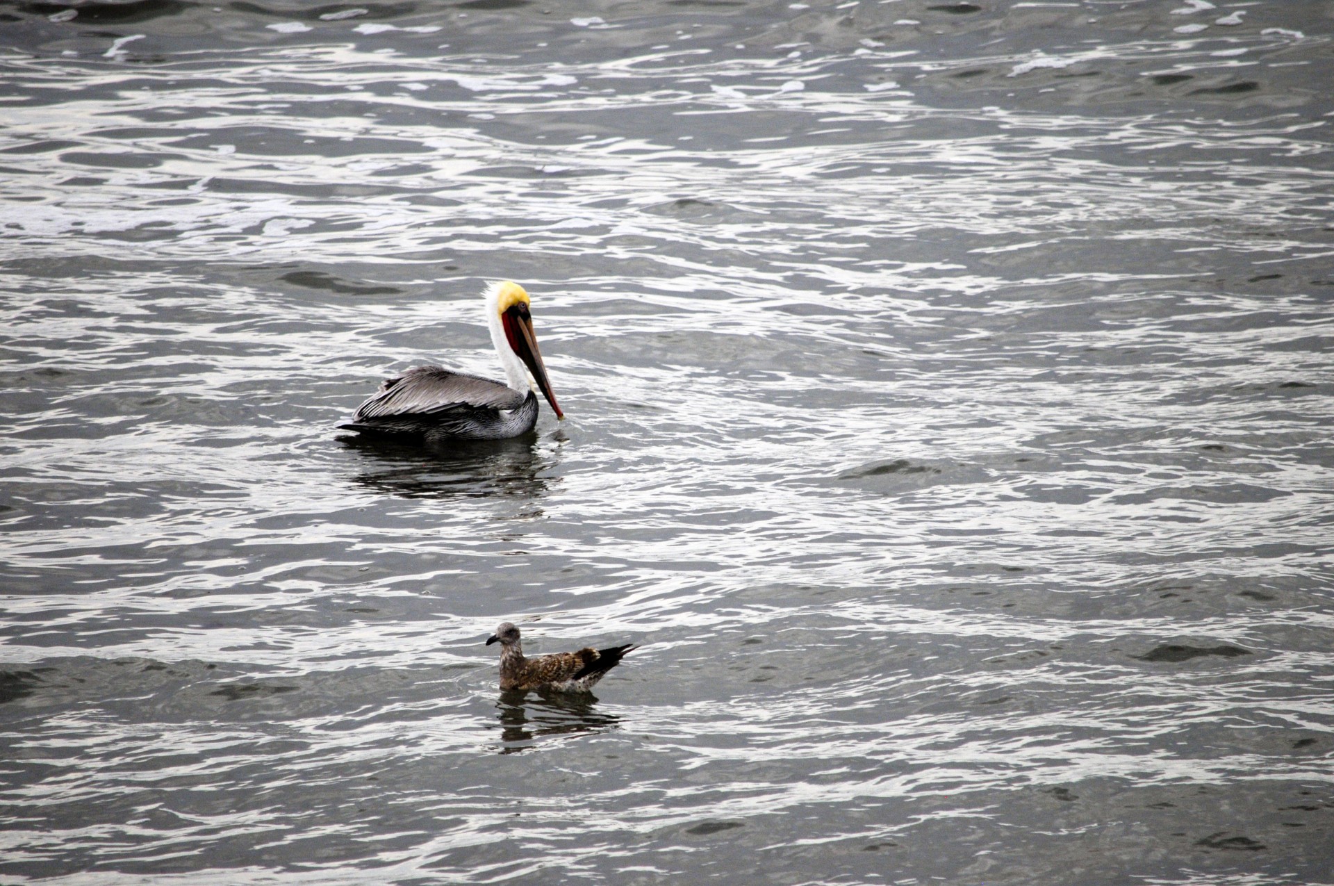 Pelican și Pescărușul în Marea