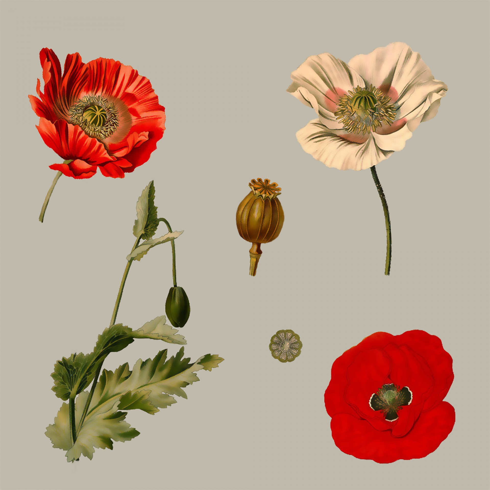 Poppy Flowers Illustration Free Stock Photo - Public Domain Pictures