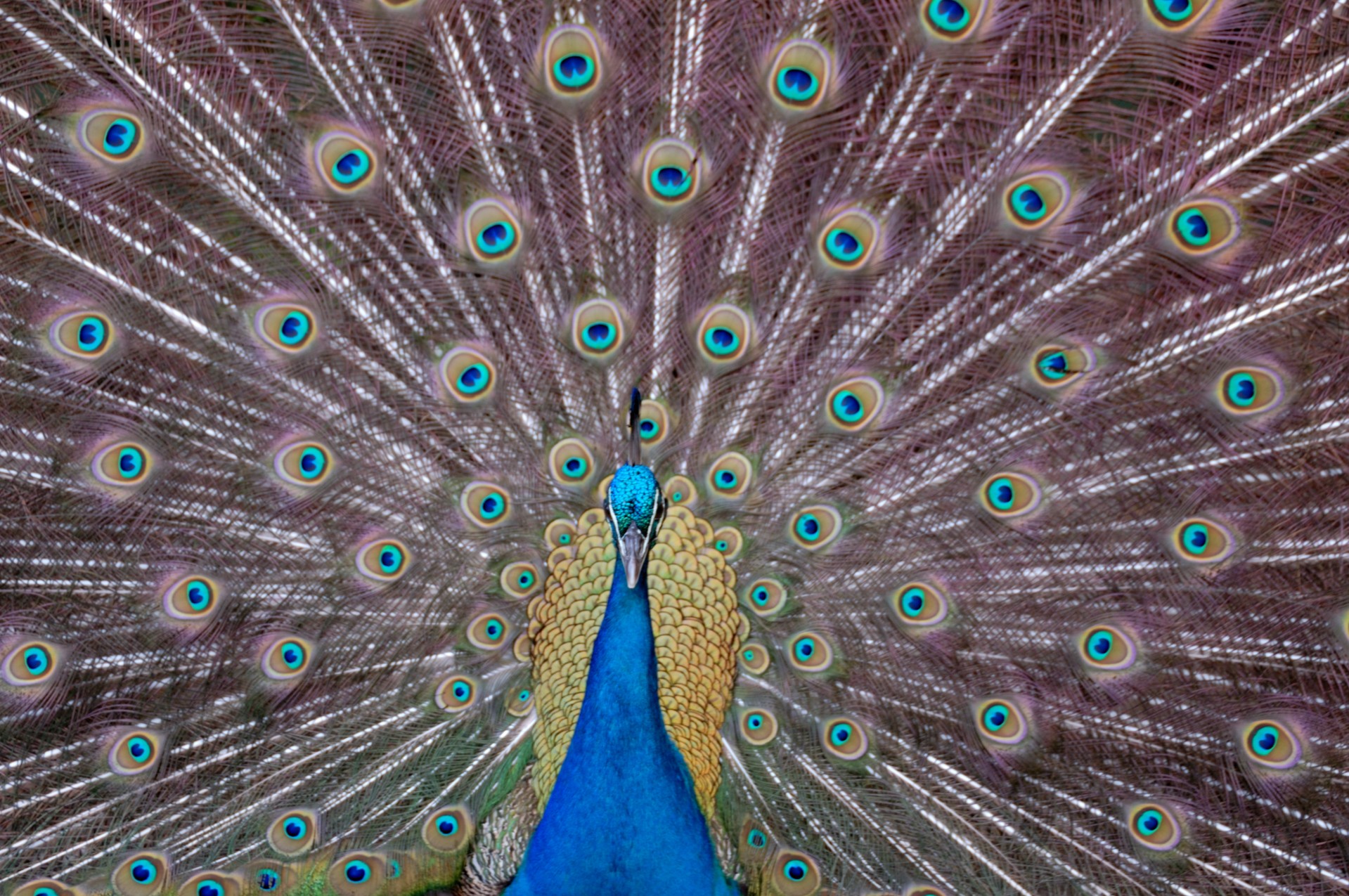 Peacock Mândru