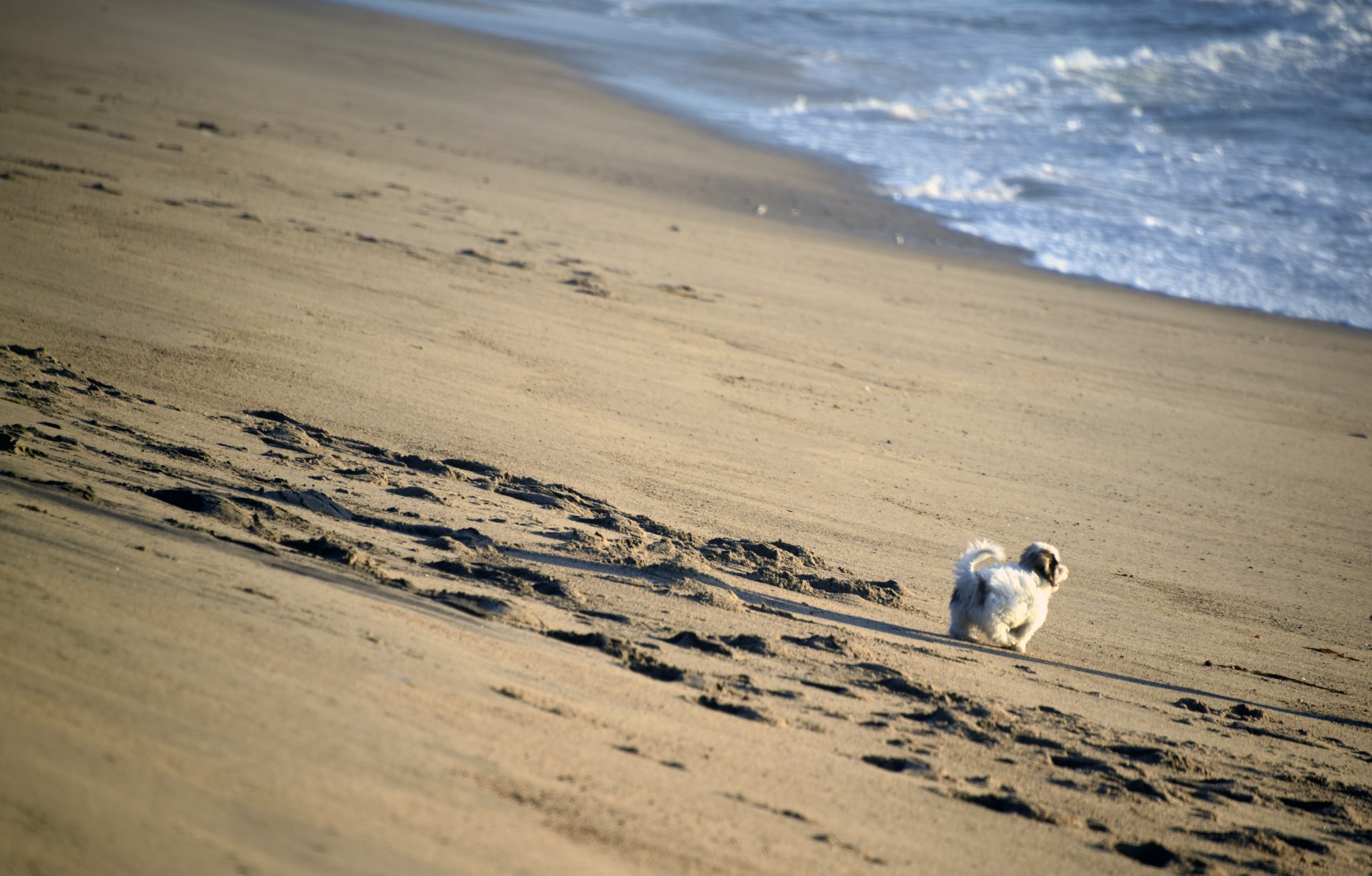 Puppy pe plaja