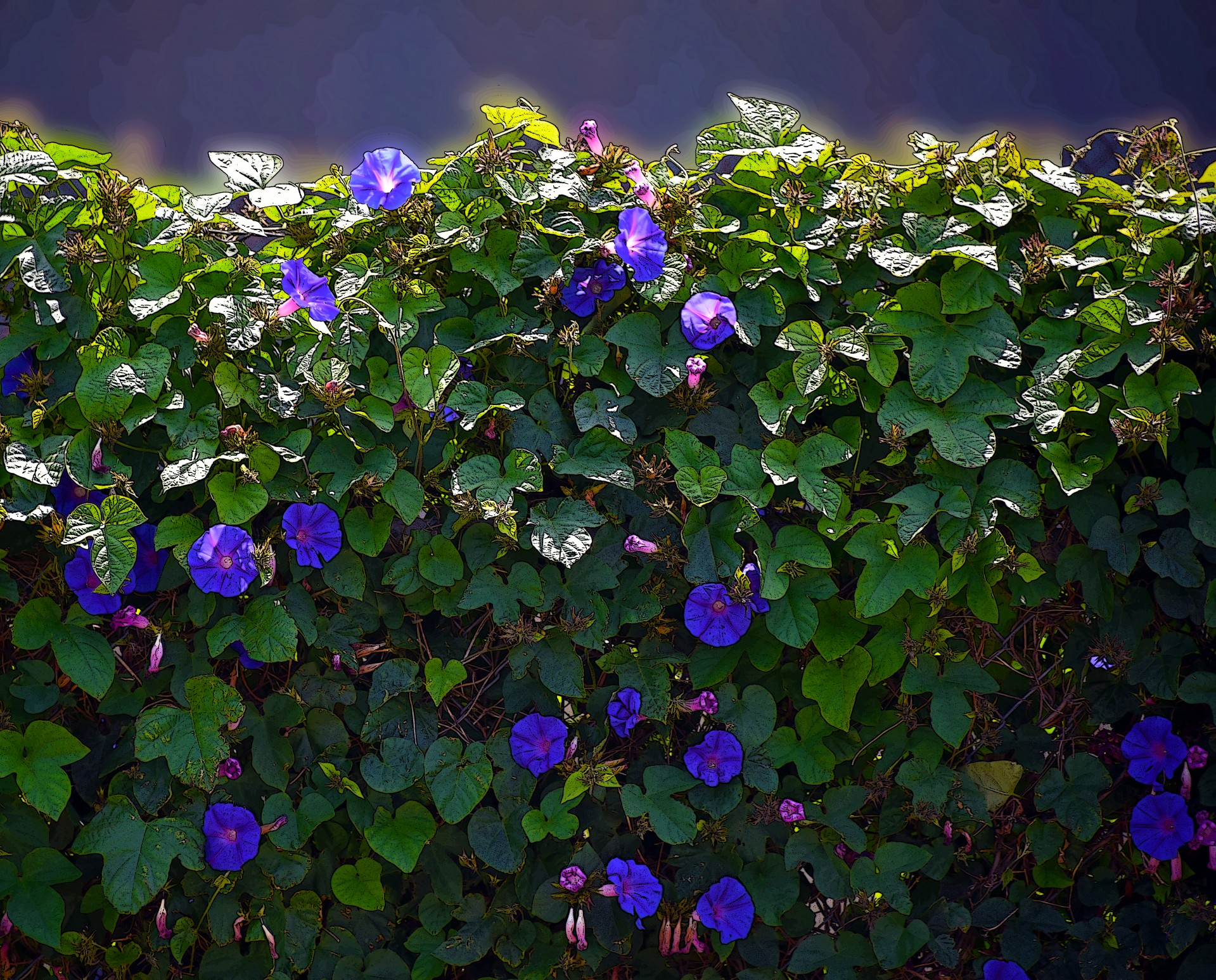 Purple Flower Wall Plant Free Stock Photo - Public Domain Pictures